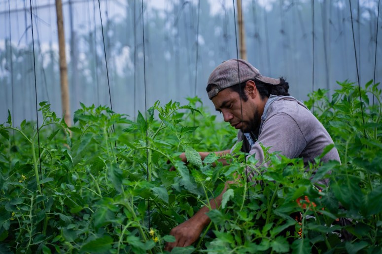 De María a Ahora: 5 Años de Fortalecimiento de la Seguridad Alimentaria