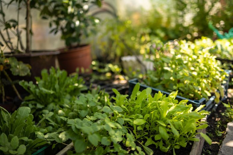 Seeds of Hope: Here’s what is growing in Ukraine’s soil