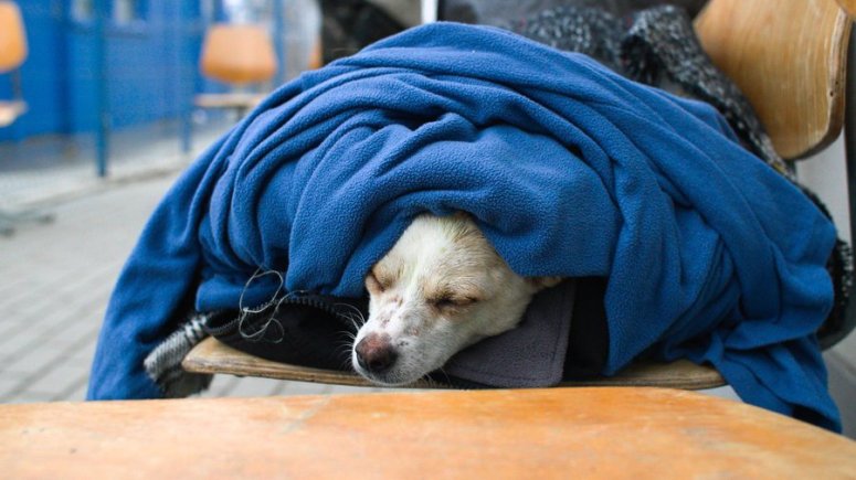 Meet Slava, a pup from Odessa who we met in Palanca, Moldova. “He’ll sleep everywhere. Look around us—other dogs & cats, they’re all running around, but not my Slava. He’s the coolest being in my life. He helped me stay calm & focused on the long road here.” #ChefsForUkraine