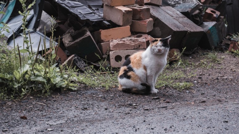 While delivering meals in Chernihiv, the WCK team met a cat named Mursik. He spends almost all his time at this destroyed house. Nobody knows what happened to his family, but local residents feed him—as they do the rest of the animals still here. #CatsOfUkraine #FoodFighters