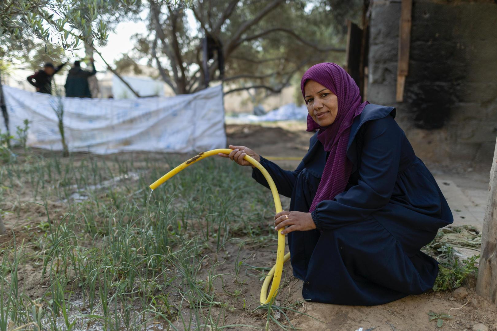 Farming in Gaza: A woman in Gaza waters her crop with a hose.